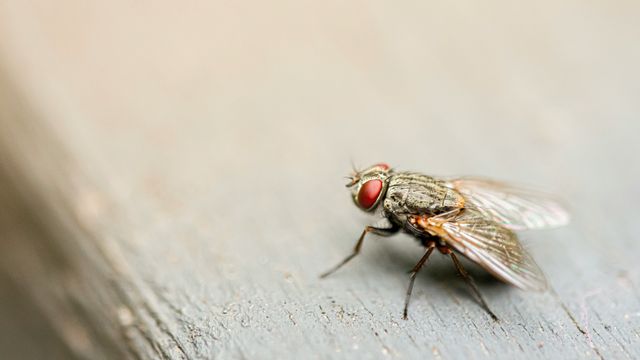 are flies attracted to cigarettes What To? Fruit Fly Facts and Information