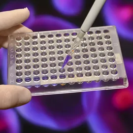 Gloved hand pipetting solution into a 96-well plate for 3D cell culture analysis.