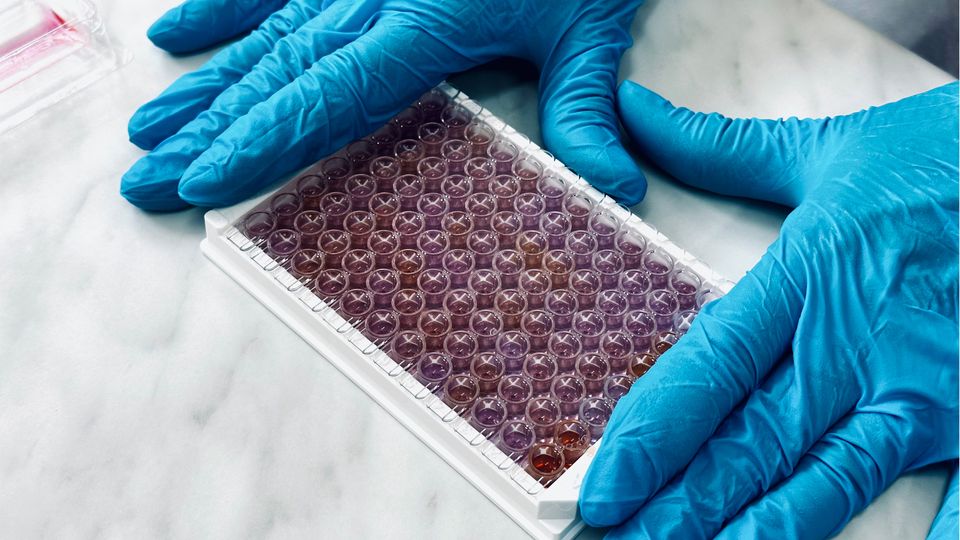 A scientist holding a 96-well plate on a lab bench, commonly used in phenotypic screening of drug compounds.