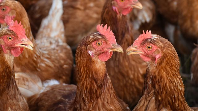 Multiple brown chickens with red crest standing next to each other.