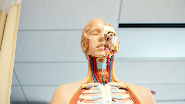 A medical anatomical model of a person's head and shoulders.