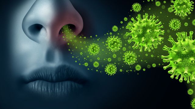 A digital illustration showing flu viruses entering the nose.