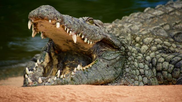 Researchers Identify Two New Crocodile Species | Technology Networks