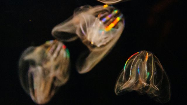 Gene Control by DNA Loops Evolved Earlier Than Thought | Technology ...