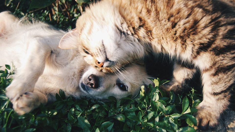 Cat nuzzling a dog playfully while lying together on green grass outdoors.