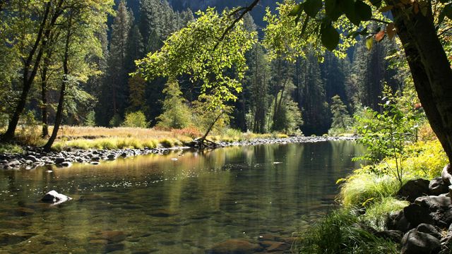 A river in a sunny wood/nature reserve.