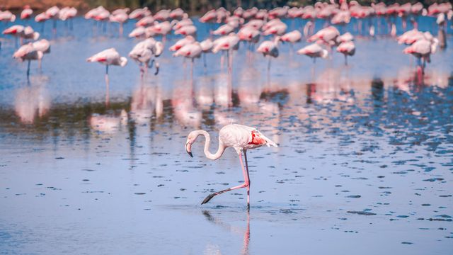 One flamingo closer to the camera, dozens of flamingos further away, all standing in a shallow lake. 