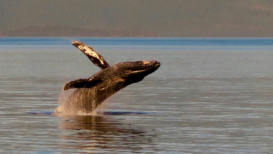 Humpback whale breaching the sea, forest visible on the horizon.