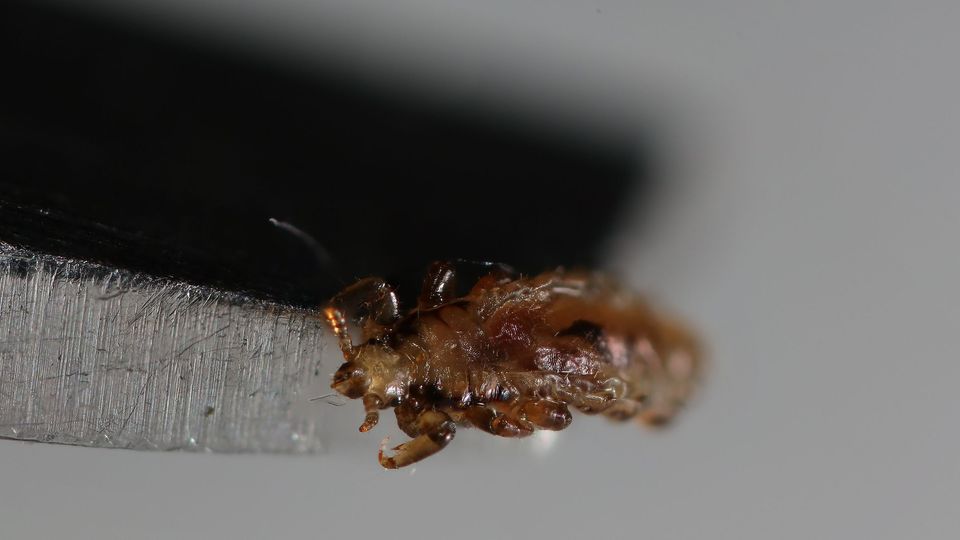 Louse gripping a metal blade in close-up macro photography for lice identification.