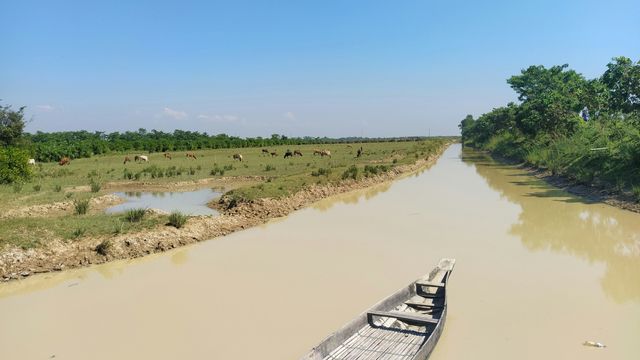 A thin wooden boat tip on a muddy canal in Ratargul, Bangladesh. Livestock visible.