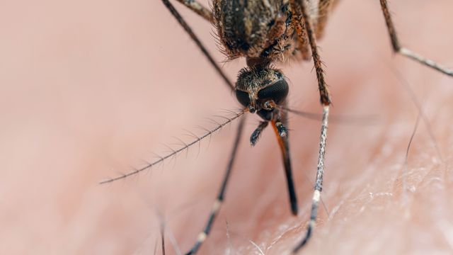 A mosquito with its proboscis in human skin.