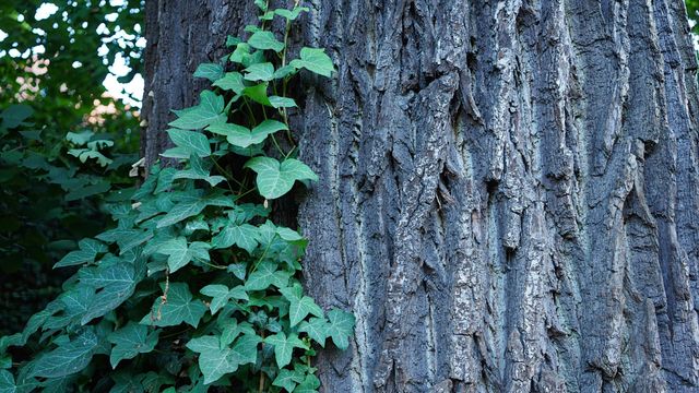Leaves grow up the side of thick tree trunk.