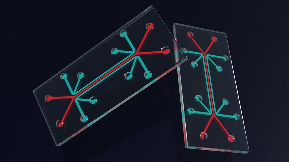 3D rendering of an organ-on-a-chip model with interconnected channels for biomedical research.