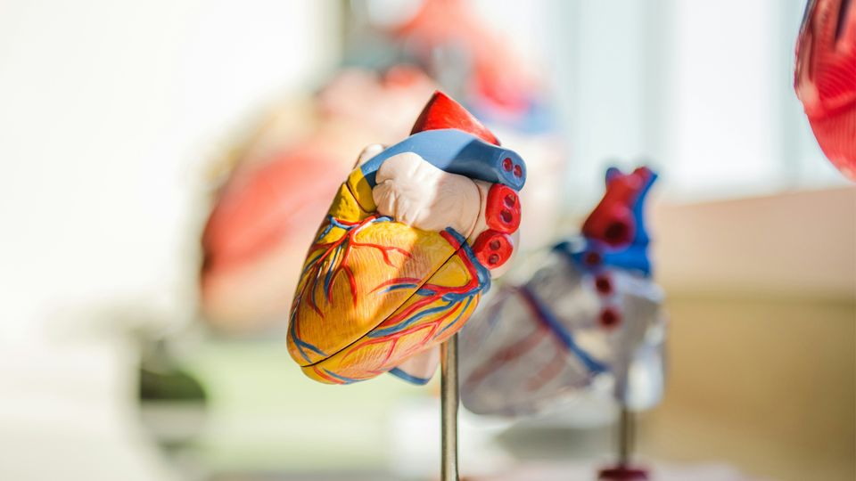 Various models of the human heart, an organ that can be impacted by high cholesterol levels.