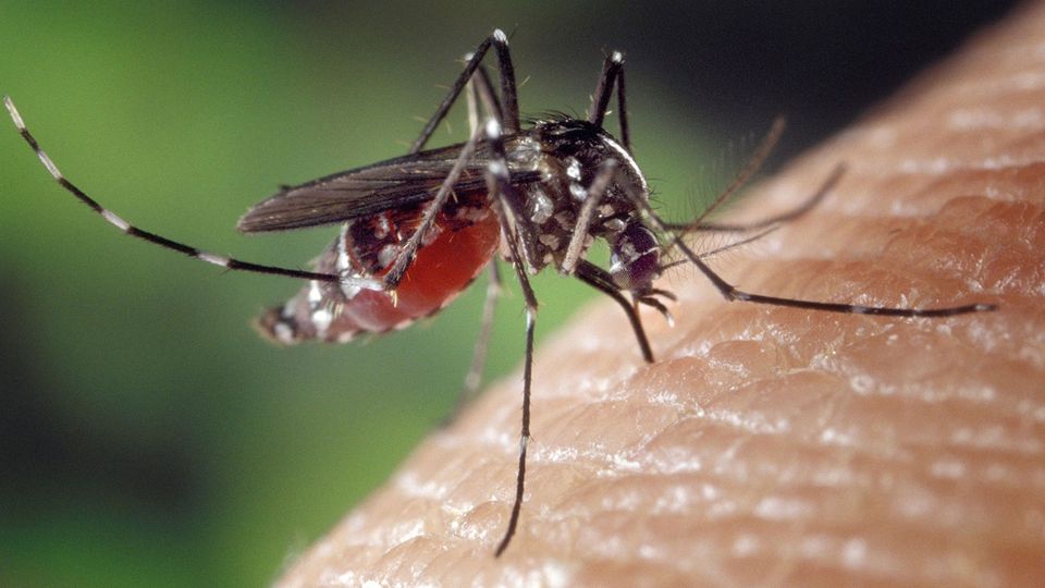 A mosquito on a person's skin, illustrating malaria transmission.