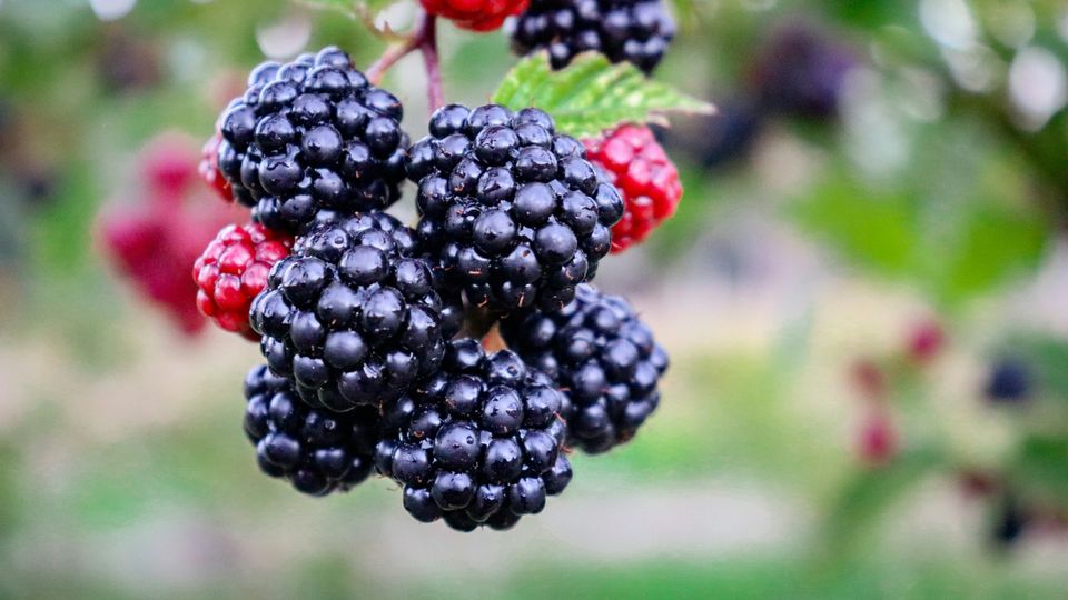 Blackberries on a branch, rest of bush blurred in background.