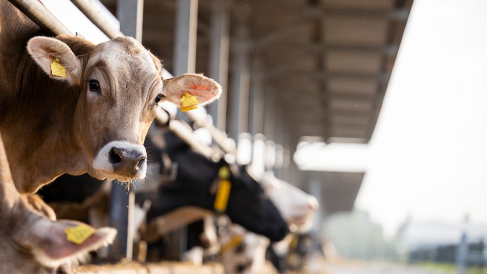 A cow head leaning out of a trough in a modern barn. More cows visible in background.