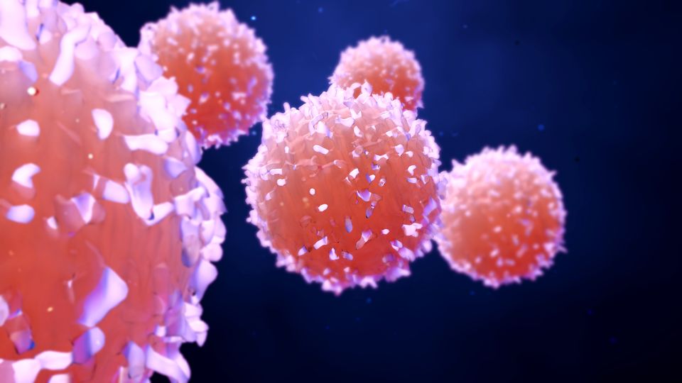 3D rendering of T-cells in the immune system targeting cancer cells, representing cancer immunotherapy.
