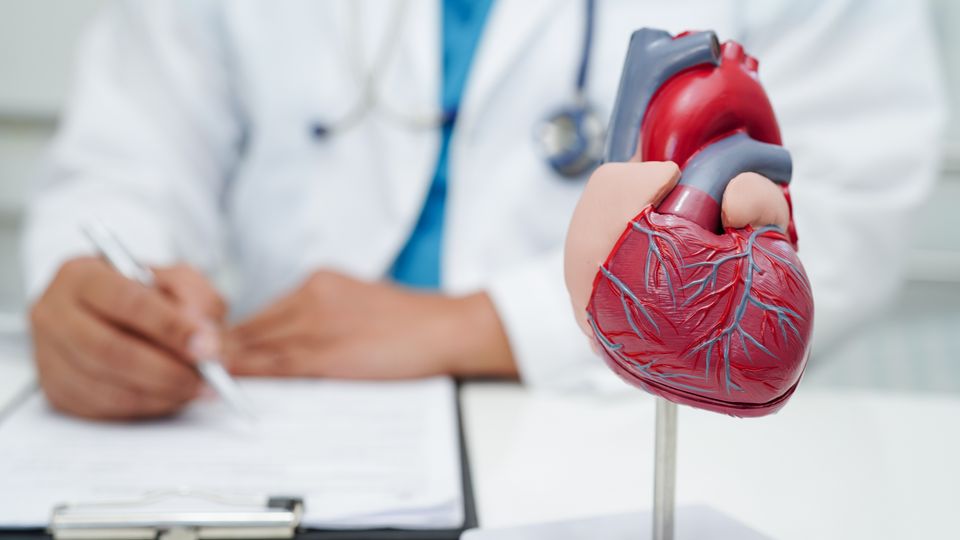 An anatomical model of the heart in the foreground, with a blurred outline of a doctor writing at their desk in the background.