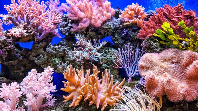 Corals' Ability To Resist Bleaching Tied to Microbes and Environment