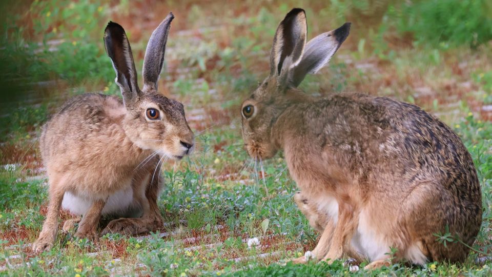 Two hares stare.