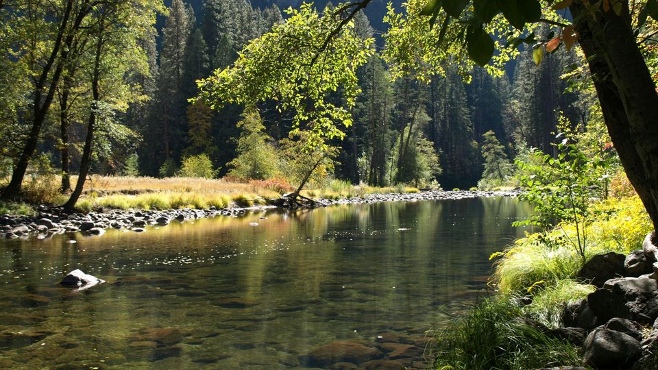 A shallow river in a clearing of a coniferous forest.