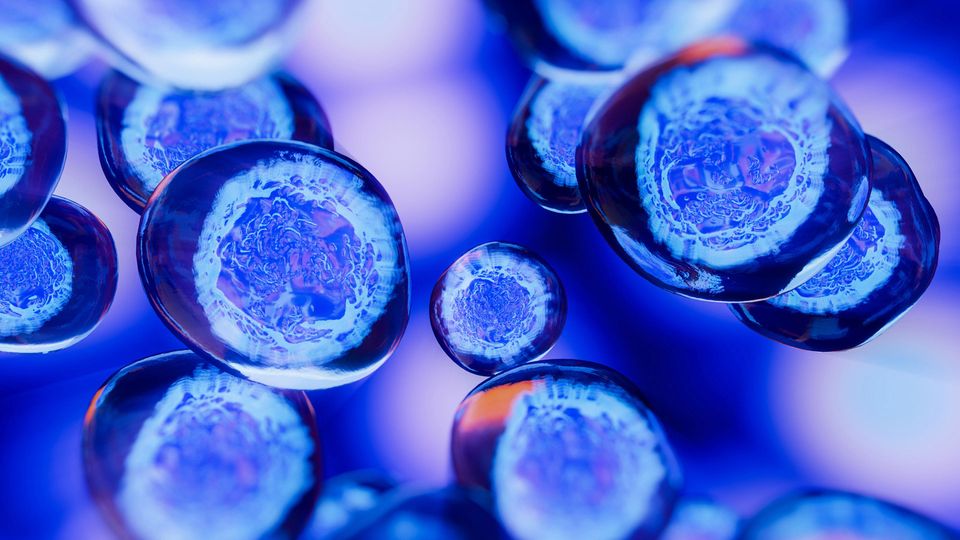 Blue cells, with purple interiors.