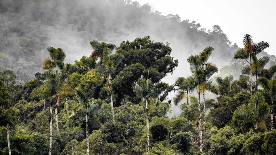 Rainforest trees in the mist. A photo taken in Peru.