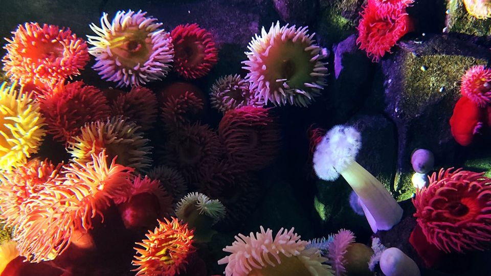 A cluster of brightly colored sea anemones.