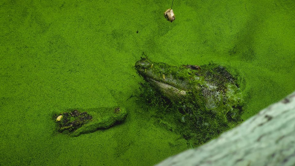 Bright green algal bloom over a water source. The heads of two alligators protrude.