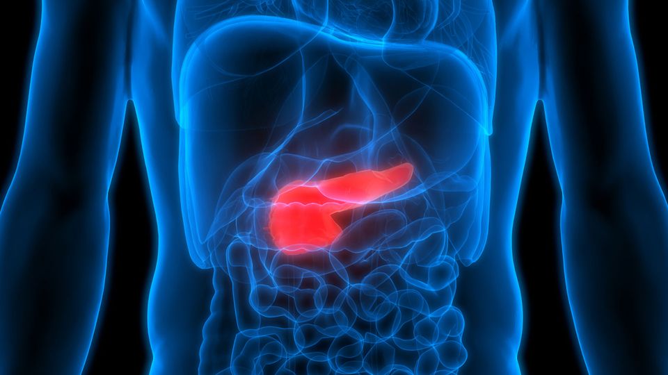A human torso, with the pancreas labelled in red, and other organs outlined in blue.