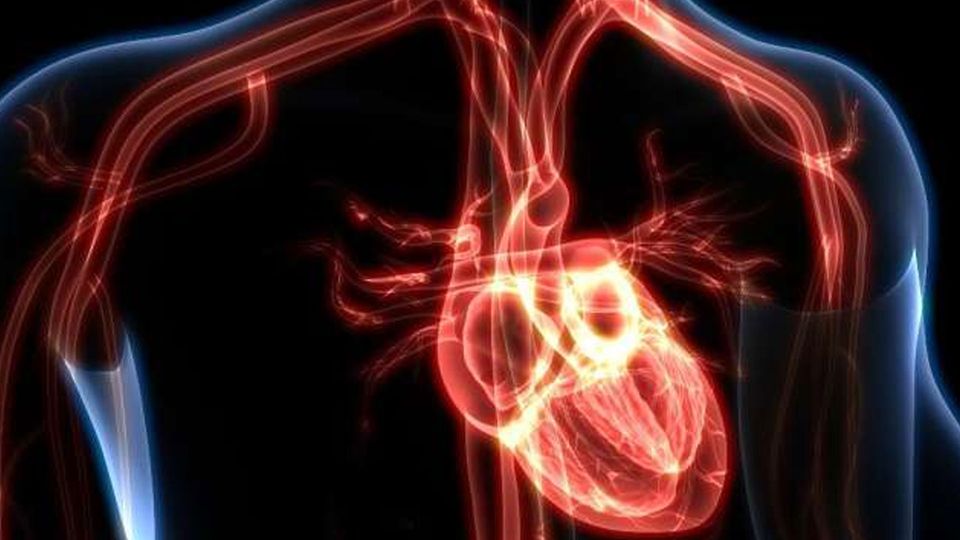 Illustration of the cardiovascular system in the outline of a human body.