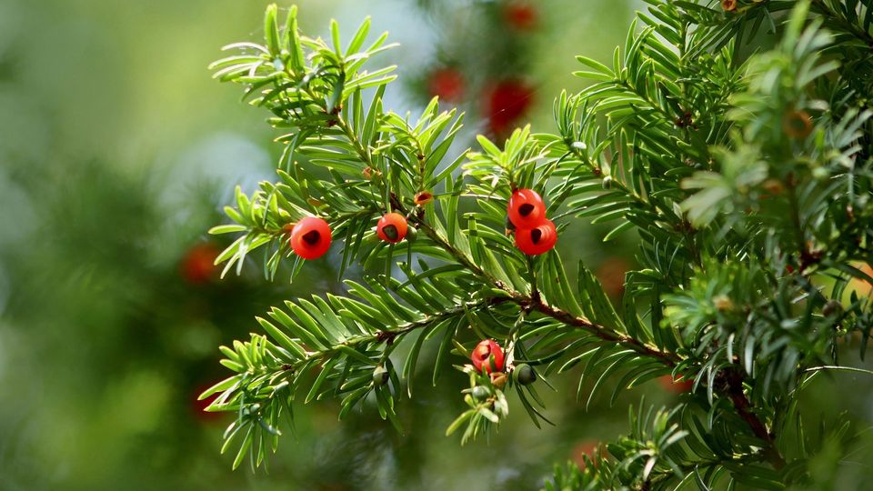 Yew tree with red berries.