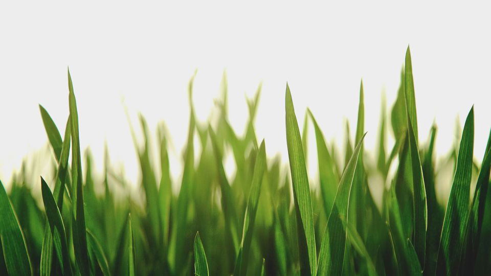 Green grass and blurred, white sky.