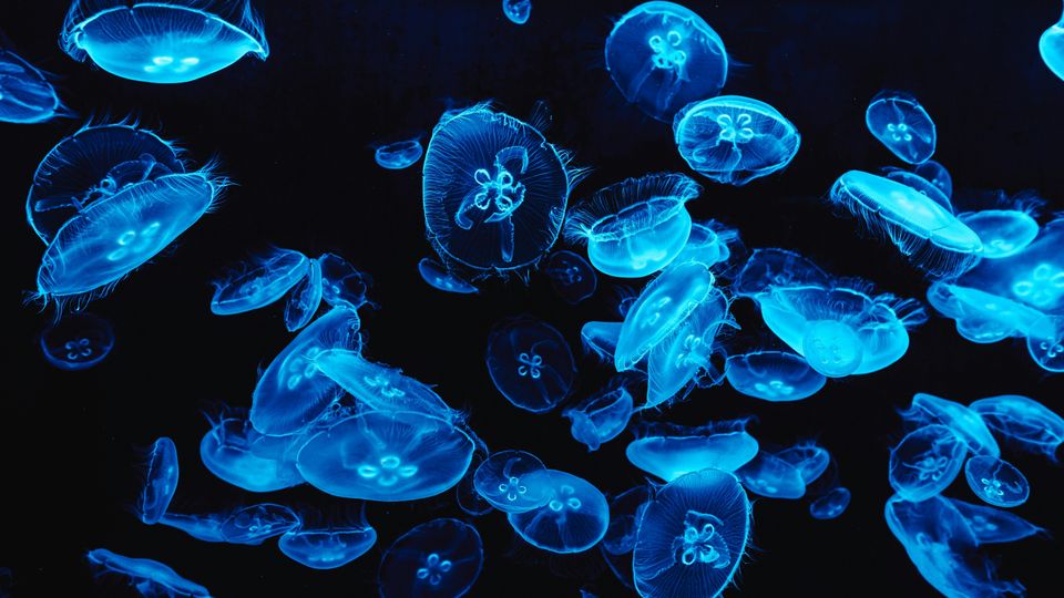 Luminescent blue jellyfish in a black space.