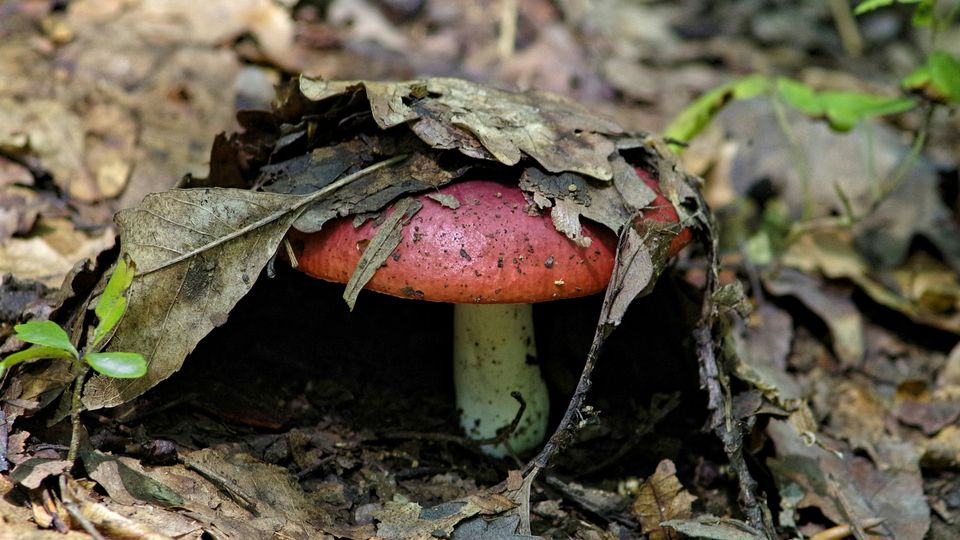 A red and white mushroom holds up a canopy of brown, muddy leaves.