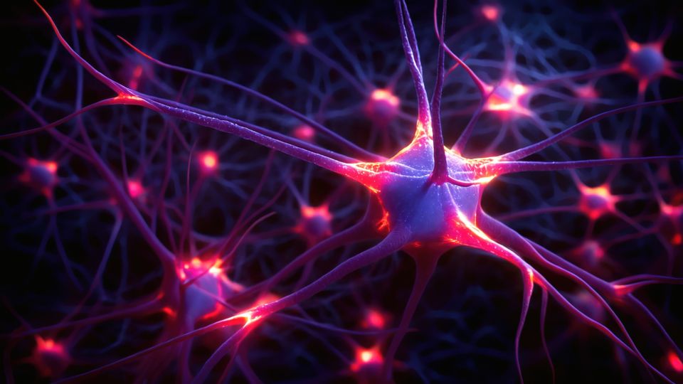 Purple neurons on a black background, with the connections between the neurons highlighted in pink.