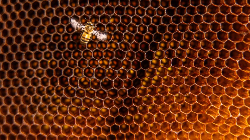 A bee, wings spread, on a beehive lattice.