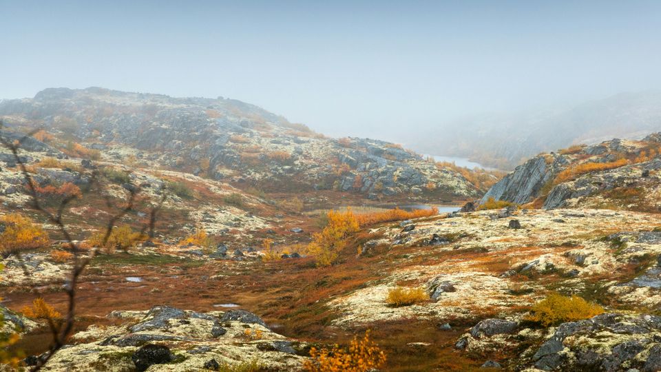 Orange and grey tundra.