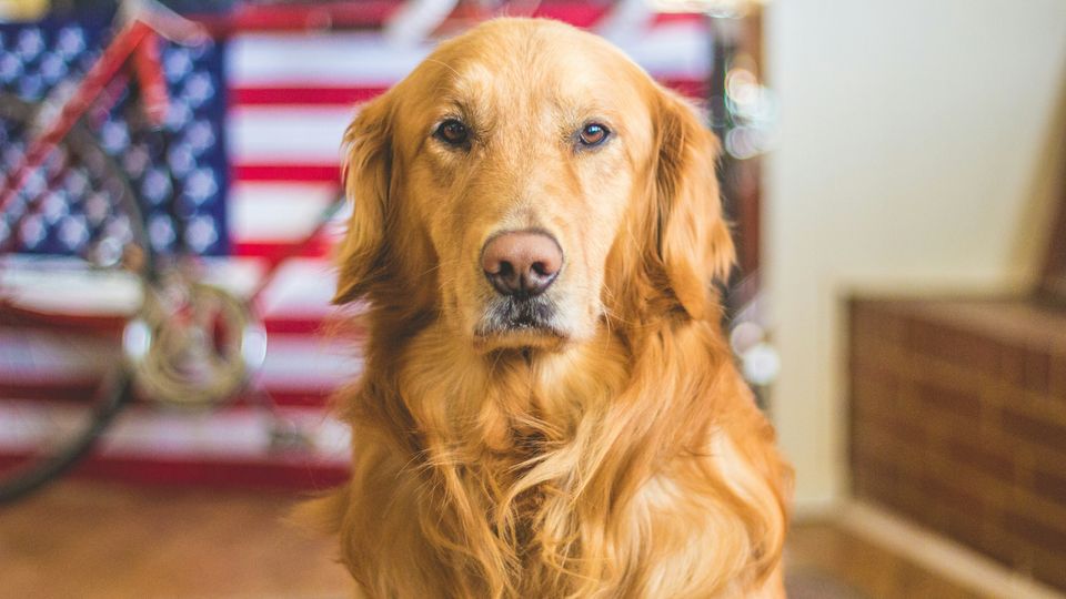 A golden retriever dog in the foreground, with a blurred American flag in the background.