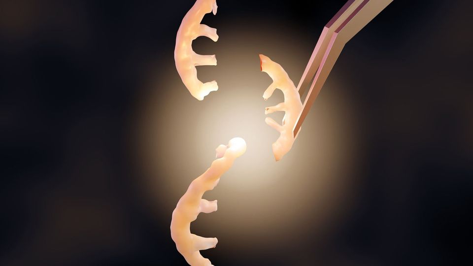 A pair of tweezers holding a section of a strand of DNA, representing gene therapy.