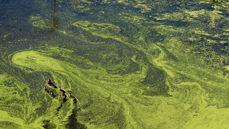 Algae on the surface of still water