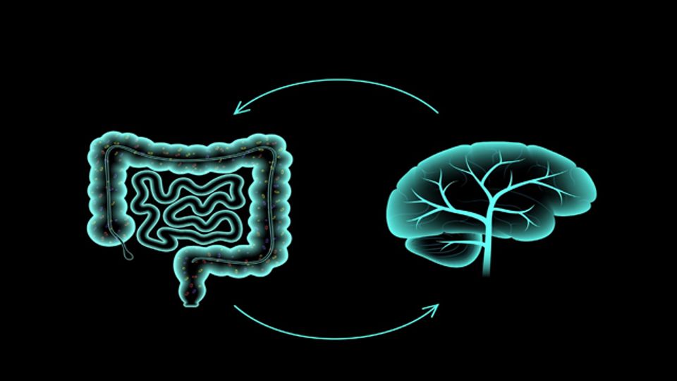 A blue diagram on a black background showing the digestive system and the brain, with arrow pointing both ways between them.