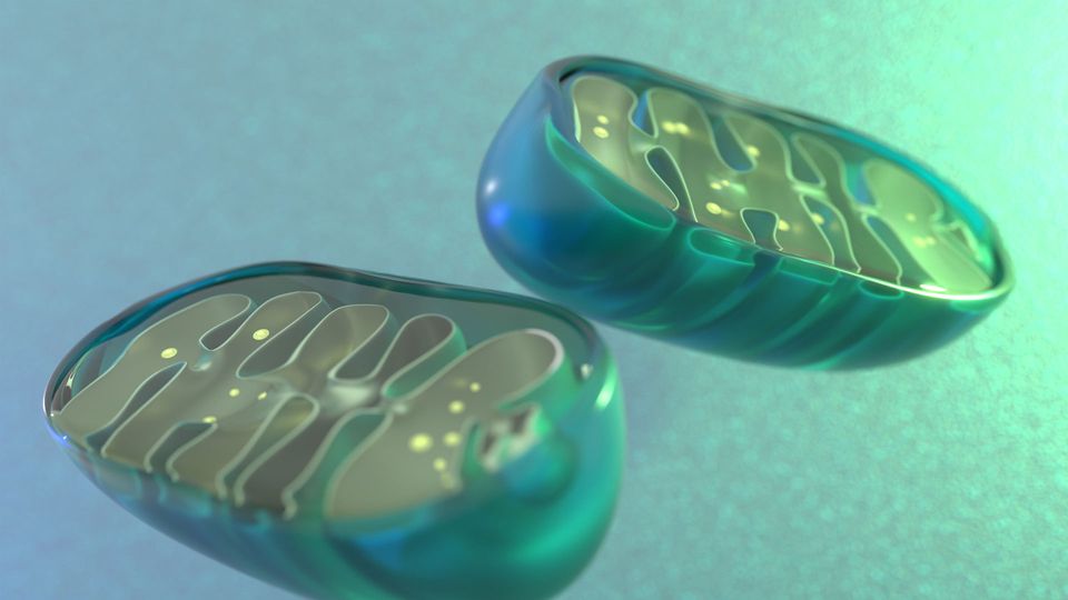 Illustration of mitochondria cell cross section.