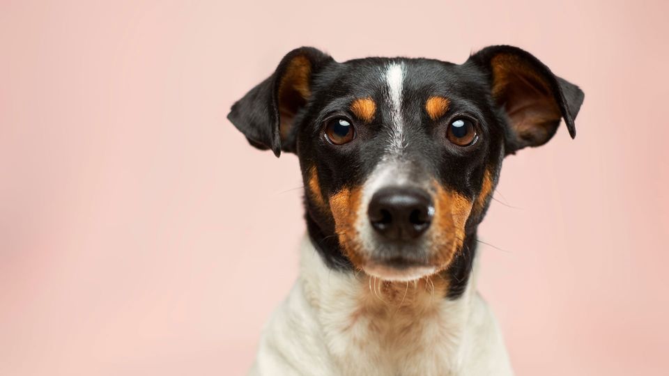 A black, white and tan terrier dog looks into the camera with its ears cocked.