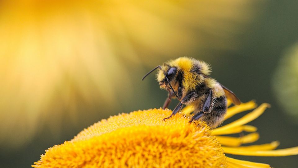 A close-up of a bee on a yellow flower.