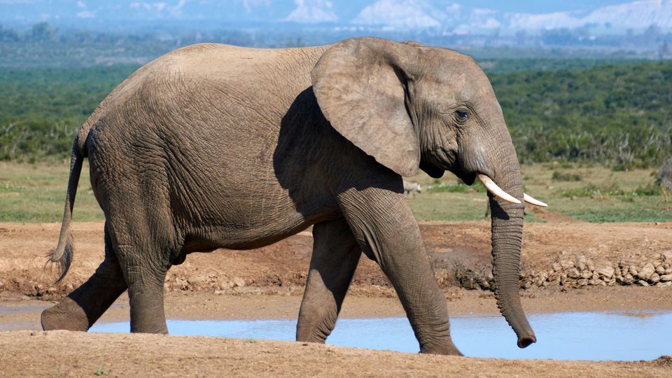 A grey elephant walking along the orange sandy shore of a lake.