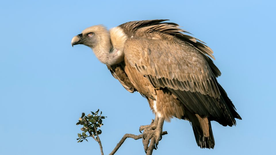 A vulture perches on a thin branch. Blue sky in background.