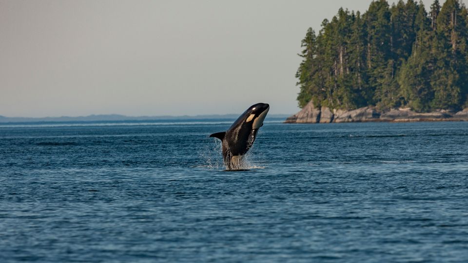 An orca leaps from the sea. An outcrop/island of conifers is visible to the right.