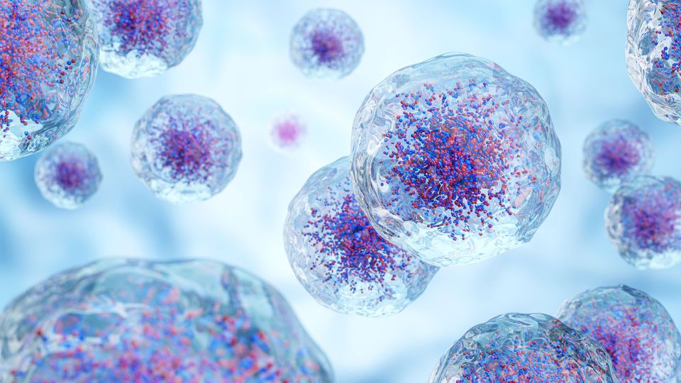 Cells with transparent membranes, revealing internal molecules.